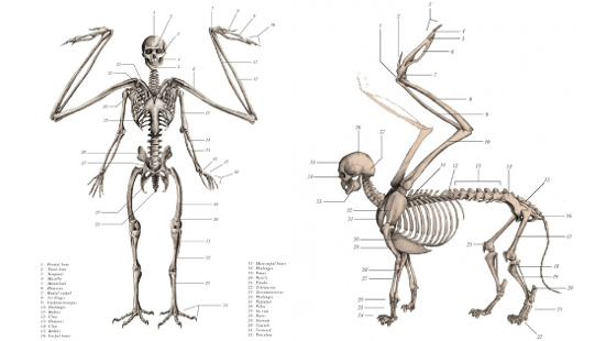 resurrectionist1